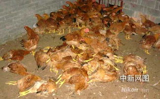 猫头鹰夜闯鸡舍 浙定海一养鸡厂百余只鸡被吓死