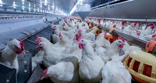 肉鸡养殖价格遭遇滑铁卢,收购价跌至3块多 斤,为何