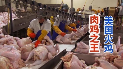 美国大型火鸡养殖加工厂, 肉鸡之王 一只长40斤赛乳猪