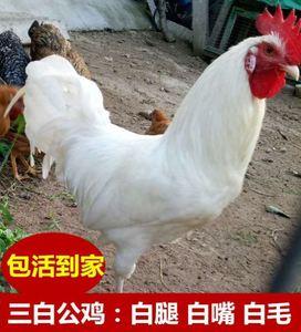 白公鸡正宗药引柴鸡活体白羽鸡白公鸡活的白腿公鸡无杂毛鸡活苗