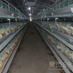 【中州鸡笼厂三层阶梯式鸡笼自动养鸡设备专业品牌值得信赖】-