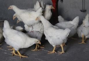 前期种蛋转商使得当前鸡苗产量逐步下降